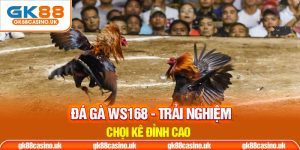 Đá gà WS168 thumb