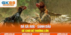 Đá gà AOG thumb