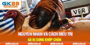Nguyên nhân và cách điều trị gà bị xưng khớp chân
