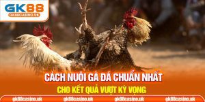 Cách nuôi gà đá chuẩn thumb