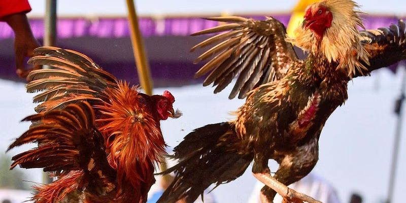 Áp dụng cách nuôi gà đá đúng chuẩn cho bạn kết quả tốt