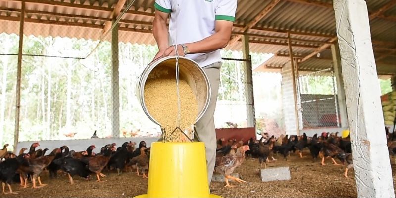 Cách nuôi gà đá chuẩn là phải chú ý chế độ dinh dưỡng