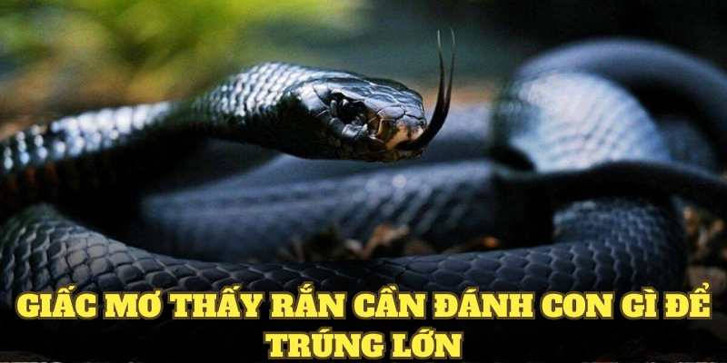 Giấc mơ thấy rắn cần đánh con gì để trúng lớn