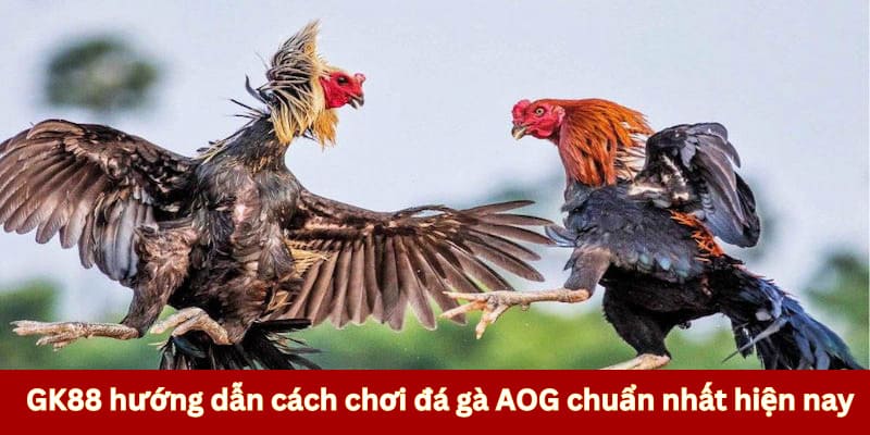 GK88 hướng dẫn cách chơi đá gà chuẩn nhất hiện nay