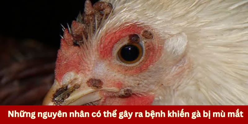 Những nguyên nhân có thể gây ra bệnh khiến gà bị mù mắt