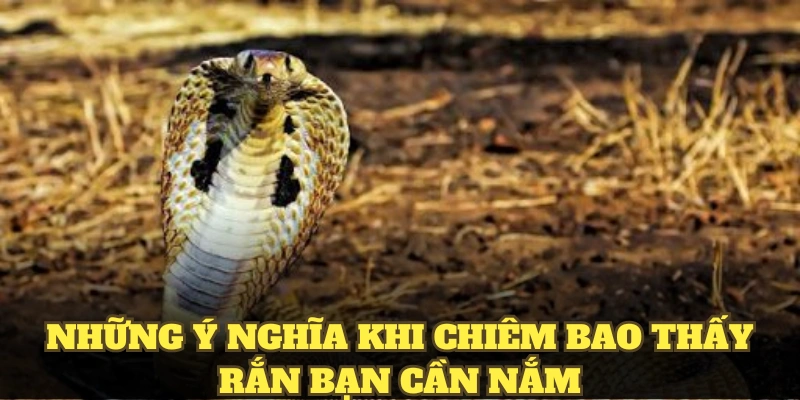 Những ý nghĩa khi chiêm bao thấy rắn bạn cần nắm