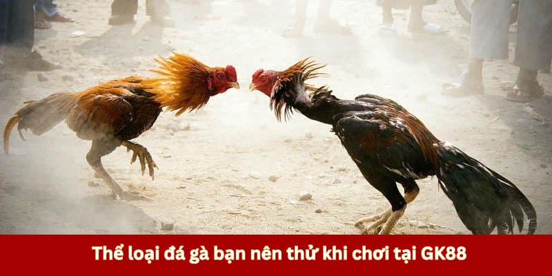Thể loại đá gà bạn nên thử khi chơi tại GK88