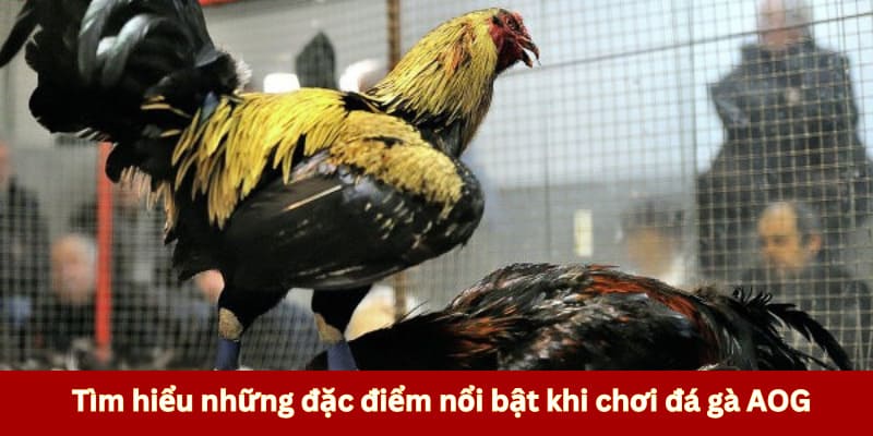 Tìm hiểu những đặc điểm nổi bật khi chơi đá gà AOG